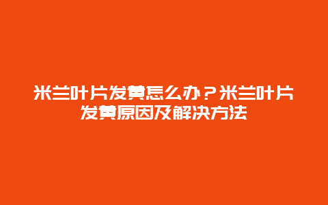 米兰叶片发黄怎么办？米兰叶片发黄原因及解决方法