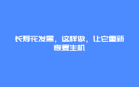 长寿花发黑，这样做，让它重新恢复生机