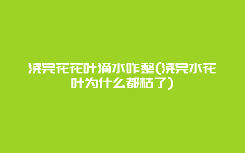 浇完花花叶滴水咋整(浇完水花叶为什么都枯了)