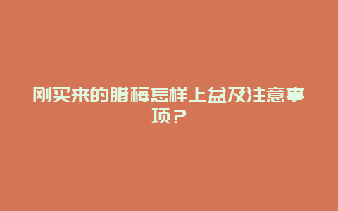 刚买来的腊梅怎样上盆及注意事项？