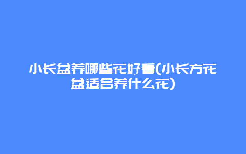 小长盆养哪些花好看(小长方花盆适合养什么花)