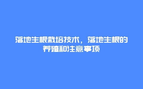 落地生根栽培技术，落地生根的养殖和注意事项