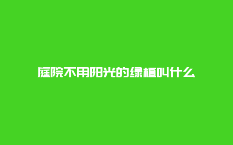 庭院不用阳光的绿植叫什么