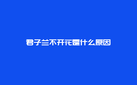 君子兰不开花是什么原因