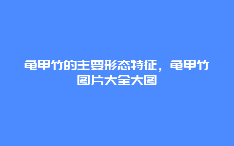 龟甲竹的主要形态特征，龟甲竹图片大全大图