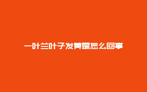 一叶兰叶子发黄是怎么回事