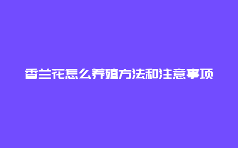 香兰花怎么养殖方法和注意事项