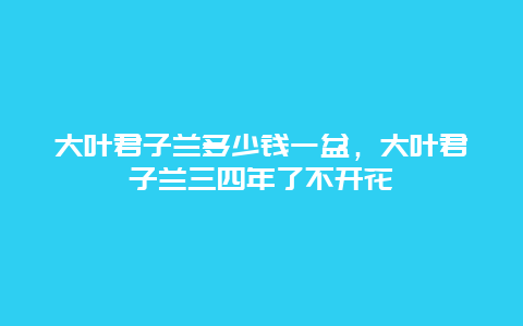 大叶君子兰多少钱一盆，大叶君子兰三四年了不开花