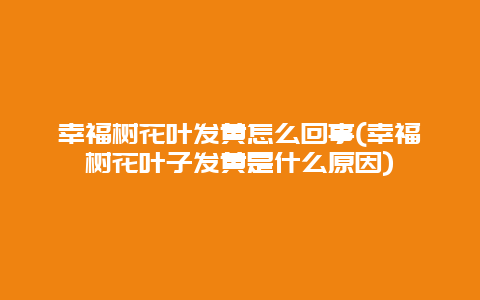 幸福树花叶发黄怎么回事(幸福树花叶子发黄是什么原因)