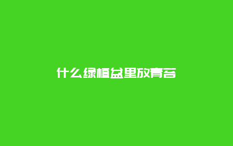 什么绿植盆里放青苔