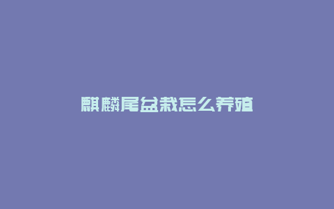 麒麟尾盆栽怎么养殖