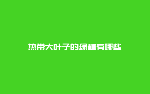 热带大叶子的绿植有哪些