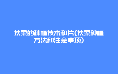 扶桑的种植技术和片(扶桑种植方法和注意事项)