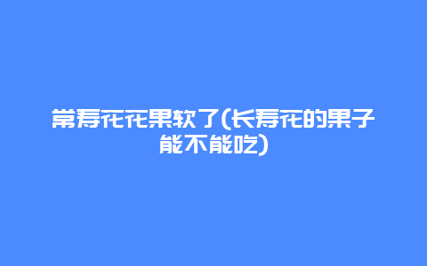 常寿花花果软了(长寿花的果子能不能吃)