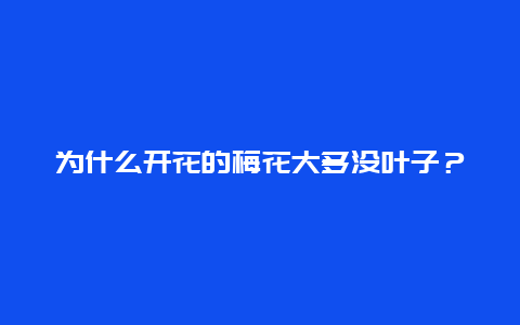 为什么开花的梅花大多没叶子？