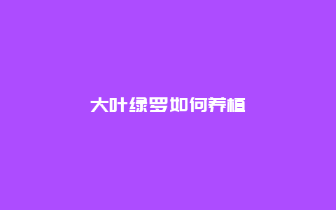 大叶绿罗如何养植