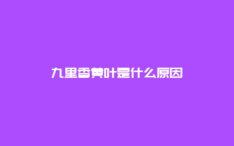 九里香黄叶是什么原因