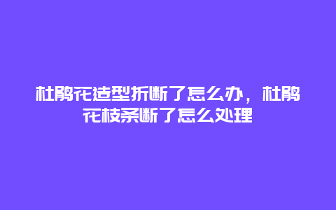 杜鹃花造型折断了怎么办，杜鹃花枝条断了怎么处理