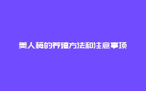 美人梅的养殖方法和注意事项