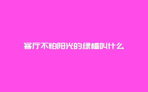 客厅不怕阳光的绿植叫什么