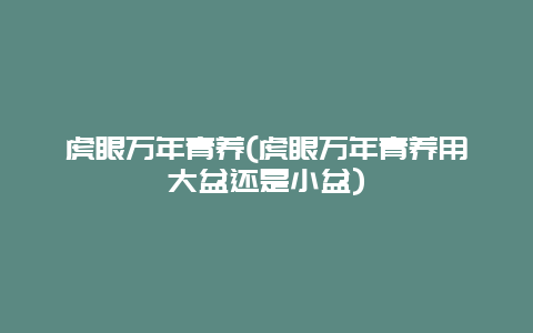 虎眼万年青养(虎眼万年青养用大盆还是小盆)