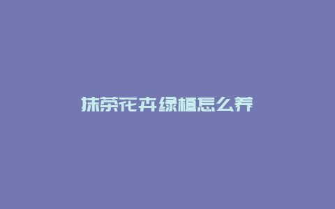 抹茶花卉绿植怎么养