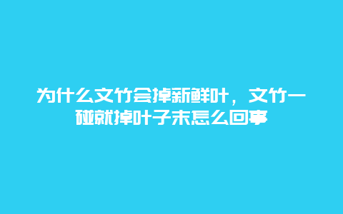 为什么文竹会掉新鲜叶，文竹一碰就掉叶子末怎么回事