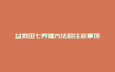 盆栽田七养殖方法和注意事项