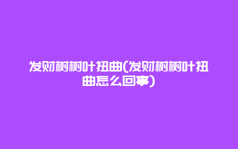 发财树树叶扭曲(发财树树叶扭曲怎么回事)