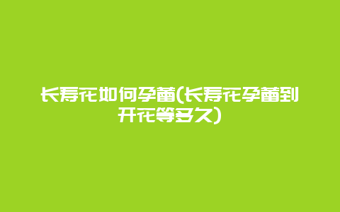 长寿花如何孕蕾(长寿花孕蕾到开花等多久)