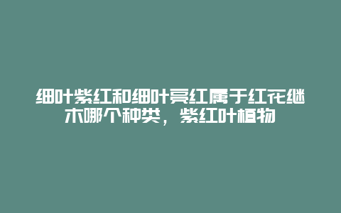 细叶紫红和细叶亮红属于红花继木哪个种类，紫红叶植物