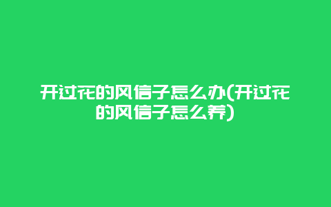 开过花的风信子怎么办(开过花的风信子怎么养)