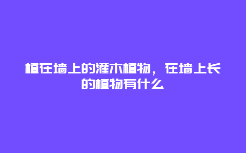 植在墙上的灌木植物，在墙上长的植物有什么