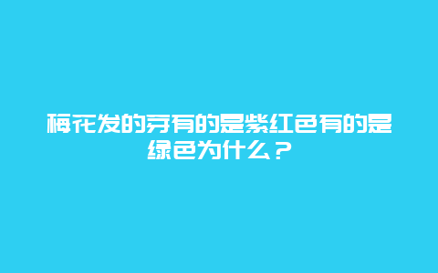 梅花发的芽有的是紫红色有的是绿色为什么？