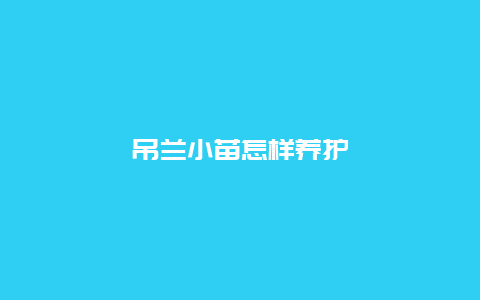 吊兰小苗怎样养护