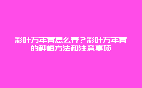 彩叶万年青怎么养？彩叶万年青的种植方法和注意事项