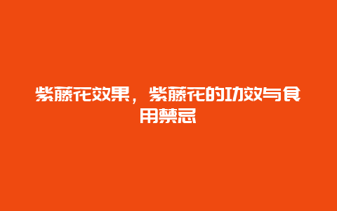 紫藤花效果，紫藤花的功效与食用禁忌