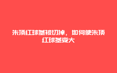 朱顶红球茎被切掉，如何使朱顶红球茎变大