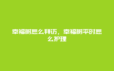 幸福树怎么拜访，幸福树平时怎么护理