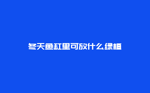 冬天鱼缸里可放什么绿植