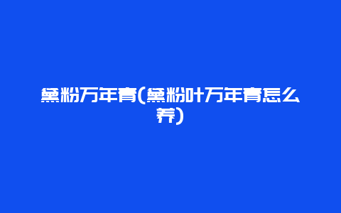 黛粉万年青(黛粉叶万年青怎么养)