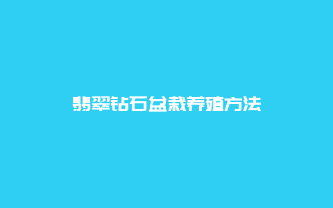 翡翠钻石盆栽养殖方法