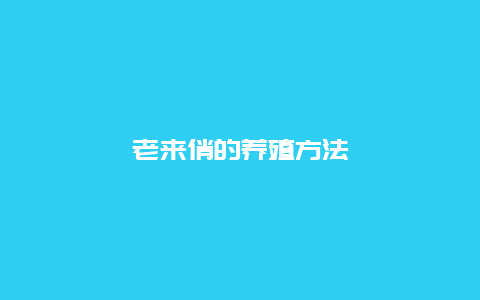 老来俏的养殖方法