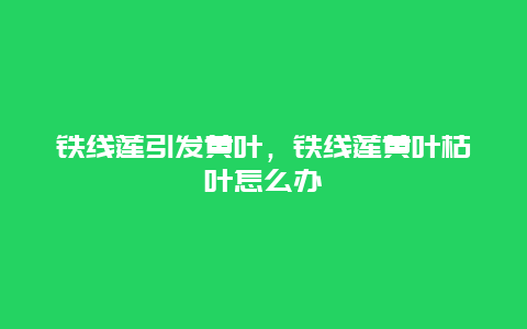 铁线莲引发黄叶，铁线莲黄叶枯叶怎么办