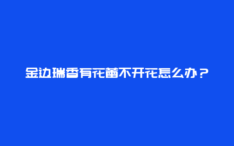 金边瑞香有花蕾不开花怎么办？