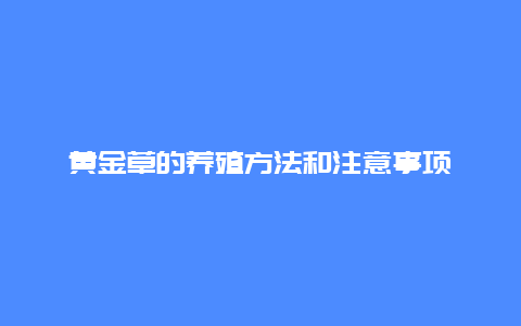 黄金草的养殖方法和注意事项