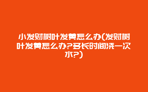 小发财树叶发黄怎么办(发财树叶发黄怎么办?多长时间浇一次水?)