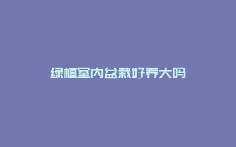 绿植室内盆栽好养大吗