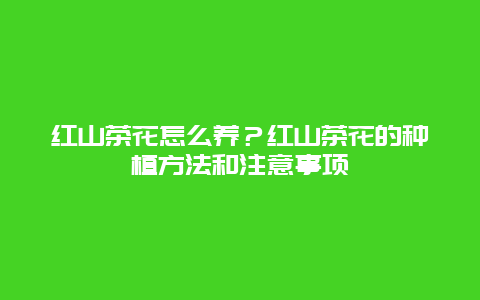 红山茶花怎么养？红山茶花的种植方法和注意事项