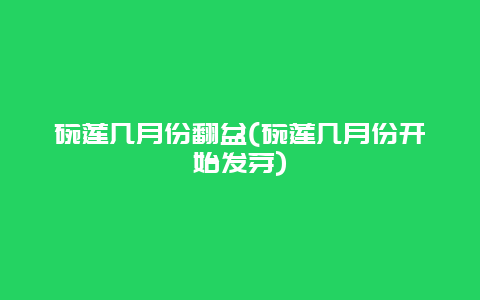 碗莲几月份翻盆(碗莲几月份开始发芽)